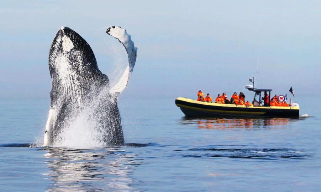 petit-manoir-casino-croisiere-baleines-2