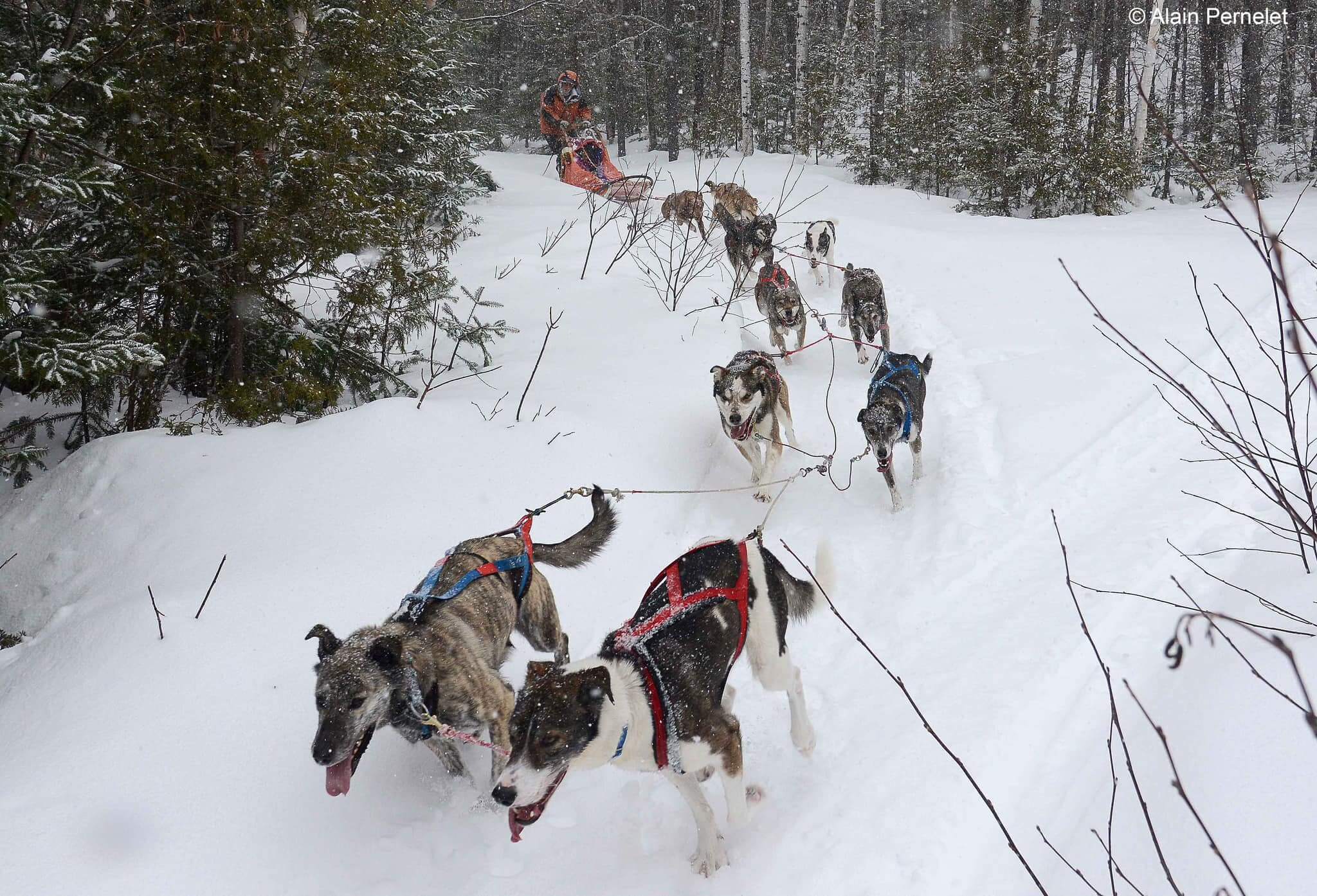 petit-manoir-casino-traineau-chien-charlevoix