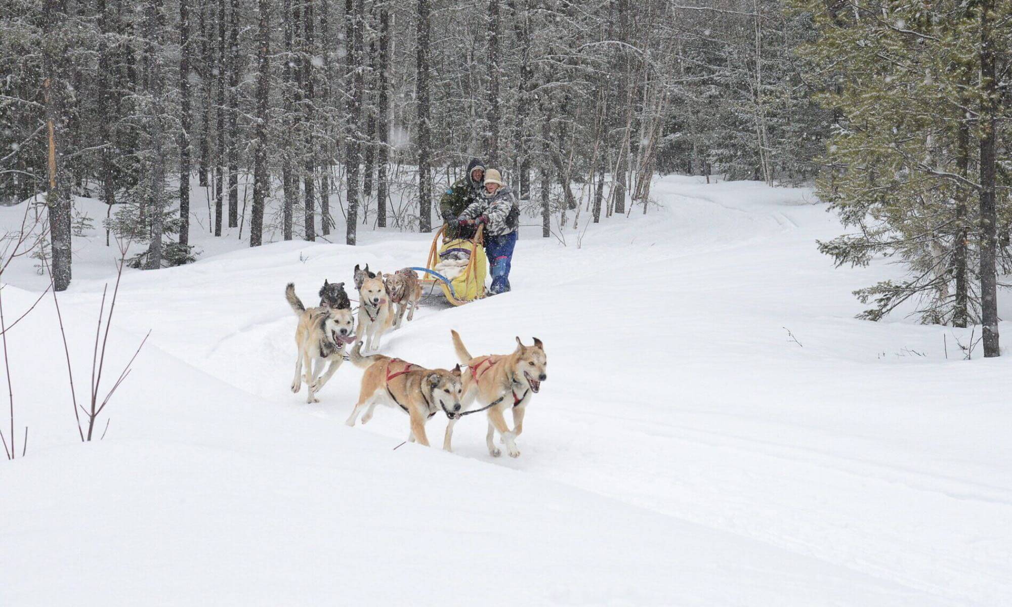 petit-manoir-casino-traineau-chiens